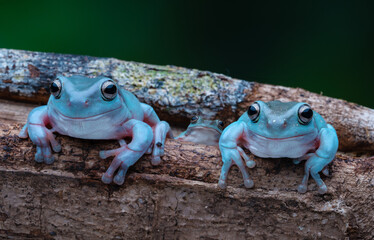 Blue Dumpy Tree Frogs perched on a tree trunk amidst a contrasting dark backdrop