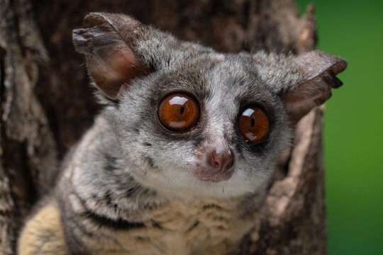 Close-up of a Galago Bush Baby perched on a tree