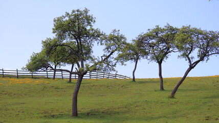 trees in the field