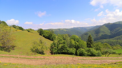 forest in the mountains