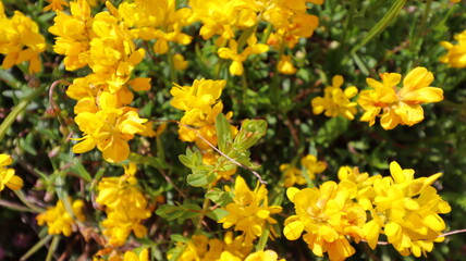 yellow flowers