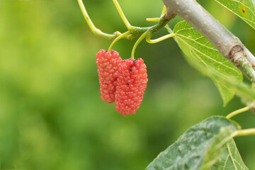 Two red mulberry berries on a branch