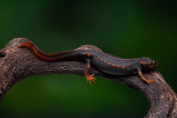 Close-up of a Crocodile Newt Lizard perched on a tree branch