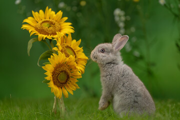Christmas-themed green background with a cute rabbit bunny surrounded by flowers