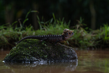 Close-up of a crocodile lizard with a snail in the pond