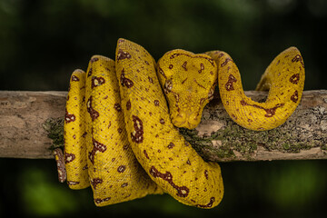 Yellow-phase Green Tree Python perched on a tree