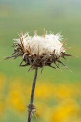 A dry milk thistle flower head in spring