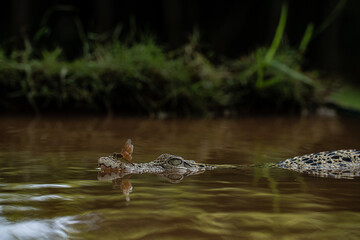 Crocodile with a butterfly resting on its mouth in a swamp