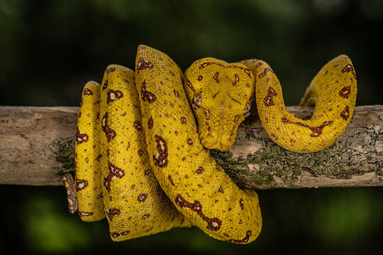 Yellow-phase Green Tree Python perched on a tree