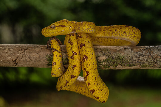 Yellow-phase Green Tree Python perched on a tree