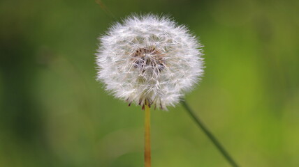 dandelion on green background