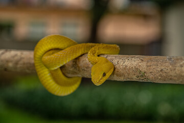 White-lipped pit viper snake perched on a tree branch