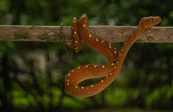 Green Tree Python (Morelia viridis) in its vibrant red phase perched on a branch