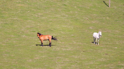 white deer