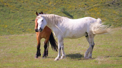 mare and foal