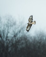 A Mossy-legged buzzard soars gracefully through the sky above a picturesque landscape of trees