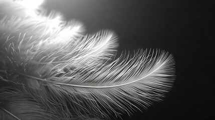   A feather on black-white background, illuminated by a light at its center