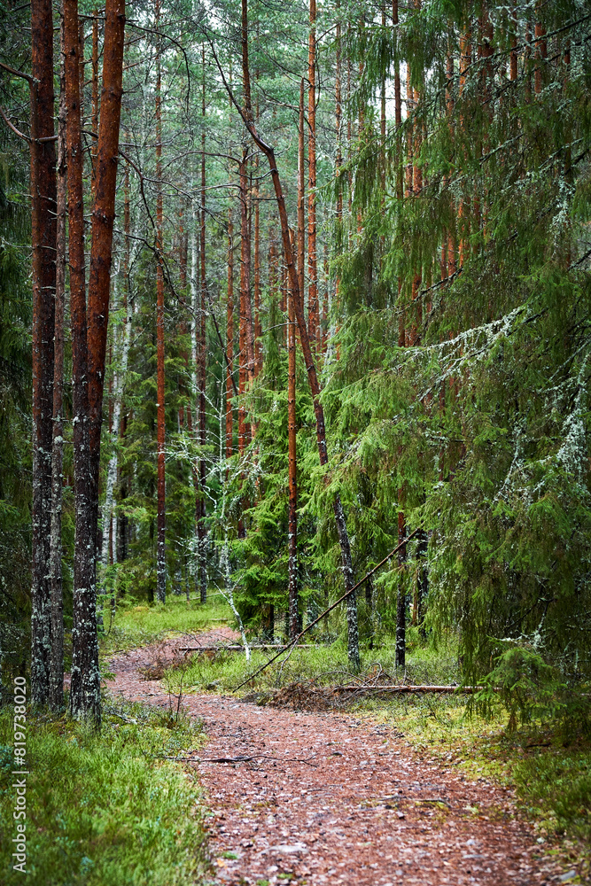 Wall mural Path meandering through lush trees and grass in a serene forest setting