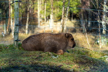 a bison laying down on grass near a fenced off area
