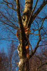 Fox scaling a woodland tree