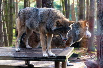 a couple of wolf standing on top of a table in the woods