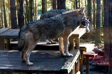 two dogs standing on the top of a bench in a forest