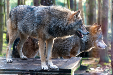 two grey wolfs standing on top of a wooden platform