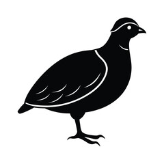 Quail silhouette, Quail Vector illustration, California quail silhouette icon logo, Quail isolated on white background