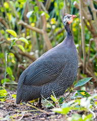 Large, gray and orange peahen with distinctive white chest spots