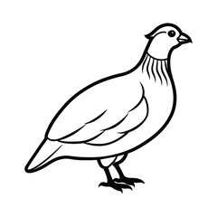 Quail silhouette, Quail Vector illustration, California quail silhouette icon logo, Quail isolated on white background