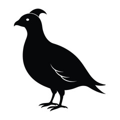 Quail silhouette, Quail Vector illustration, California quail silhouette icon logo, Quail isolated on white background