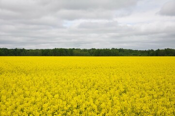 Fototapeta premium Yellow flowers of oilseed radish leaves on the field.