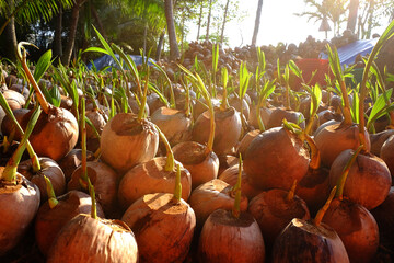 Coconut nursery for palm farm with many seedling on plantation at Ben Tre, Mekong Delta, Vietnam,...