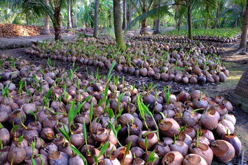 Coconut nursery for palm farm with many seedling on plantation at Ben Tre, Mekong Delta, Vietnam,...