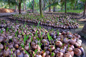 Coconut nursery for palm farm with many seedling on plantation at Ben Tre, Mekong Delta, Vietnam, bud grow from shells in green, young life of plant in garden