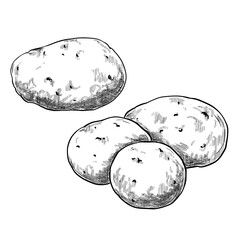 Potato hand drawn vintage vector sketch drawing	