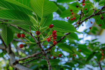 さくらんぼを付けるソメイヨシノ