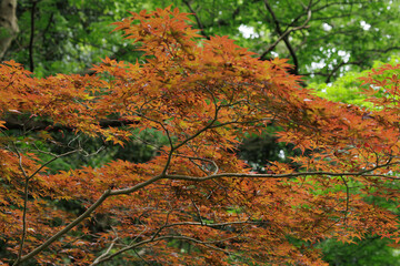 日本、紅葉と緑のコントラスト