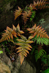 珍しいオレンジ色のシダ植物