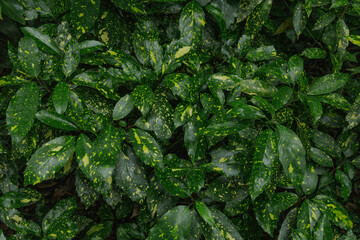 南国をイメージする、黄色い斑点のある濃い緑色の葉っぱ