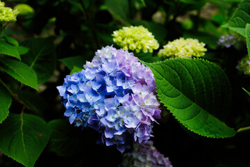 アジサイ、エンドレスサマー