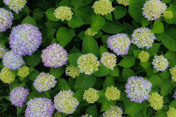 アジサイ、エンドレスサマー