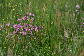 Firletka poszarpana gatunek byliny z rodziny goździkowatych