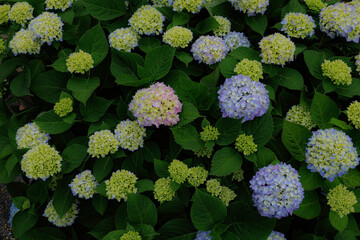 アジサイ、エンドレスサマー