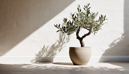 Olive tree in pot on white background.

