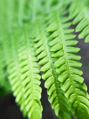 green fern leaves close up
