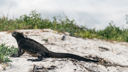 Marine iguanas in the Galapagos Islands
