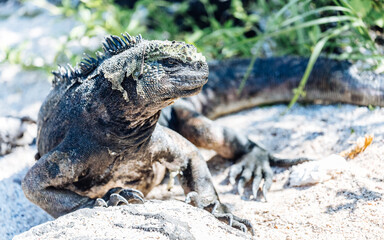 Marine iguanas in the Galapagos Islands