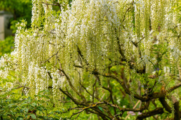wisteria sinensis alba tree blooms in spring