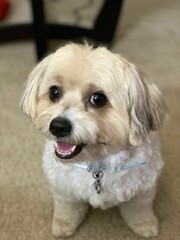 a cute white fluffy puppy with a collar
